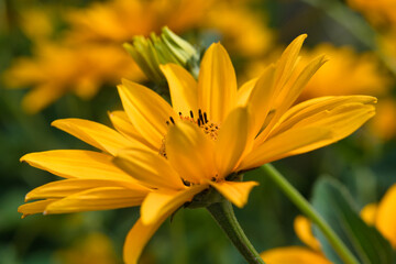 Yellow wild sunflower close up photo made in the Netherlands