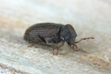 Woodworm or Furniture beetle (Anobium punctatum). The beetle on the wood in which its larvae develop.