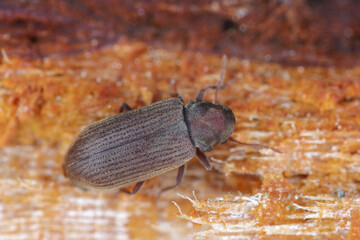 Woodworm or Furniture beetle (Anobium punctatum). The beetle on the wood in which its larvae...