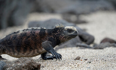 Marine iguana walking on the beach, Floreana Island, Galapagos 