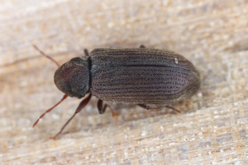 Woodworm or Furniture beetle (Anobium punctatum). The beetle on the wood in which its larvae...