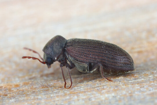 Woodworm or Furniture beetle (Anobium punctatum). The beetle on the wood in which its larvae develop.