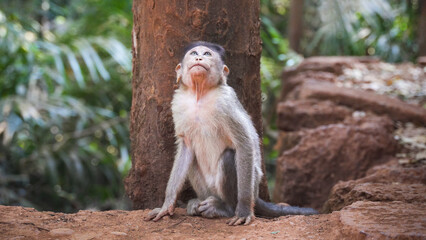 small monkey looks up while sitting on rocks