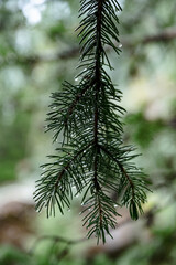 Evergreen pine branch with water droplets