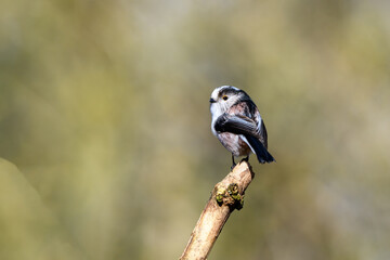 Long tailed tit, Aegithalos caudatus, perched on a tree branch. Rear view, looking left