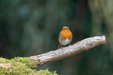 Eurasian Robin, Erithacus rubecula, perched on a moss covered log