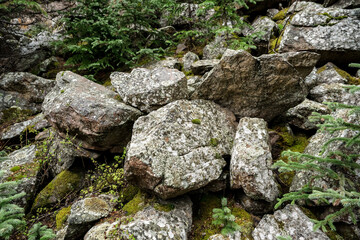 Mountain rocks with moss and green pine trees