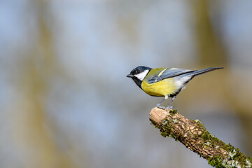 Great Tit, Parus major, perched on a tree branch. looking left