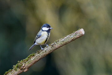 Great Tit, Parus major, perched on a moss covered tree branch. looking to the right