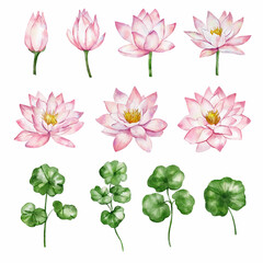 set of pink lotos flowers - obrazy, fototapety, plakaty