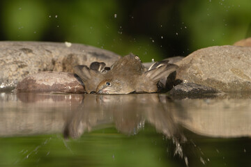 Eurasian blackcap - Sylvia atricapilla female taking bath in water at green background. Photo from Kisújszállás in Hungary.