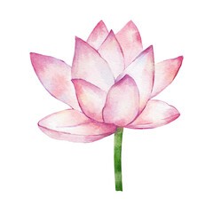 lotus flower isolated on white