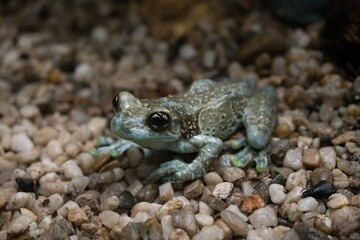 frog sitting on the ground