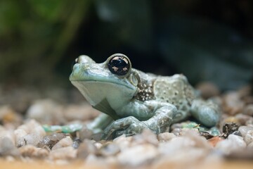frog on the ground
