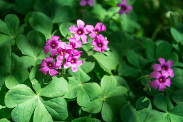Closeup of a beautiful plant with purple flowers (genus Oxalis)
