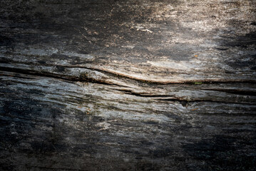Wood texture close up. Natural wood background with knots