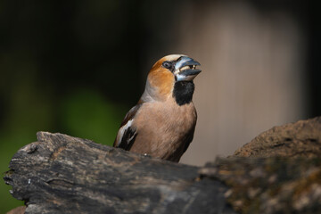 Hawfinch - Coccothraustes coccothraustes on perch at dark background. Photo from Kisújszállás in Hungary.