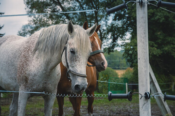 Horses behind the fence