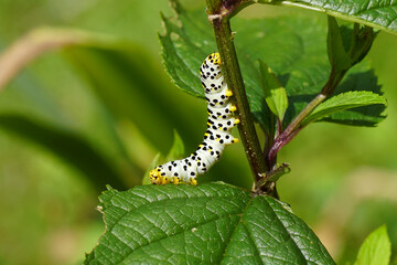 Caterpillar of Water Betony (Cucullia scrophulariae). Family Owlet moths (Noctuidae). On Common figwort (Scrophularia nodosa). Summer, Dutch garden, July