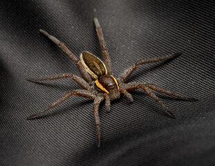 Dolomedes fimbriatus