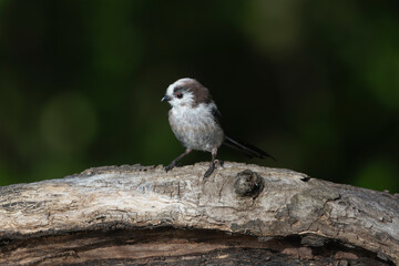Long-tailed tit - Aegithalos caudatus also named long-tailed bushtit perched with dark background. Photo from Kisújszállás in Hungary.