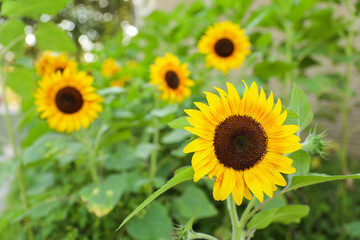 Naklejka premium Vibrant sunflowers and other blossoming flowers symbolize joy, optimism, and the arrival of happiness in the rejuvenating season of spring