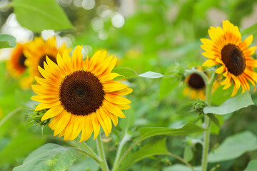 Vibrant sunflowers and other blossoming flowers symbolize joy, optimism, and the arrival of...