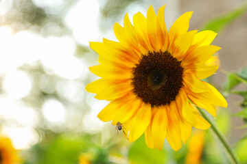 Vibrant sunflowers and other blossoming flowers symbolize joy, optimism, and the arrival of...