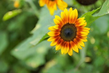 Vibrant sunflowers and other blossoming flowers symbolize joy, optimism, and the arrival of...