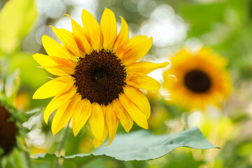 Vibrant sunflowers and other blossoming flowers symbolize joy, optimism, and the arrival of...