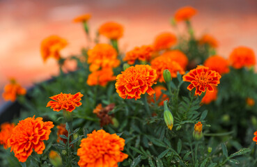 Vibrant sunflowers and other blossoming flowers symbolize joy, optimism, and the arrival of...