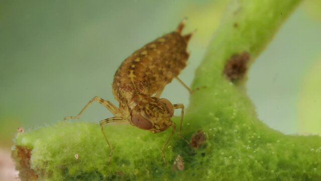 Eine Libellenlarve &ouml;ffnet ihre Fangmaske und zeigt die Kiefer, ganzes Tier und Kopf, mehrere Szenen