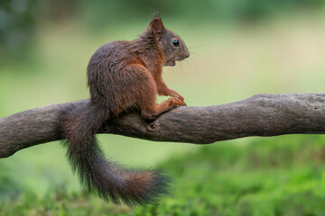 Eurasian red squirrel (Sciurus vulgaris)  on a branch. Noord Brabant in the  Netherlands. 