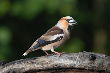 Hawfinch - Coccothraustes coccothraustes on stone with dark background. Photo from Kisújszállás in Hungary.