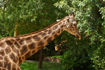 Close up of long neck of giraffe