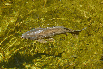 Big fish at the surface of the lake, top view