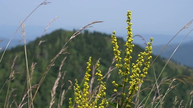 Great Mullein in natural ambient (Verbascum thapsus) - 4K