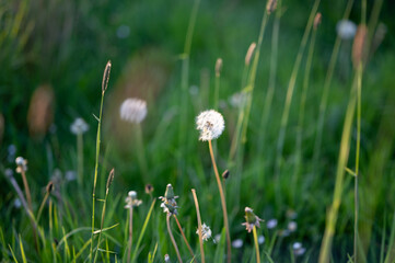 dandelions in spring on the ground with green field background . Sunset lights.