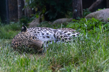 Sleeping leopard