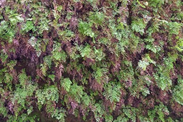 Farn an Felswand auf La Palma