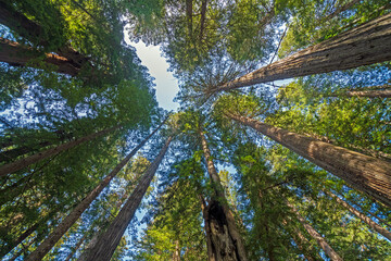Peering High Into the Coastal Redwood Forest