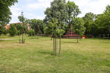 trees planted with fences for even growth, fences for planting young trees