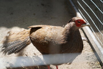 a female golden pheasant walks around the aviary in summer. The concept of raising birds at home