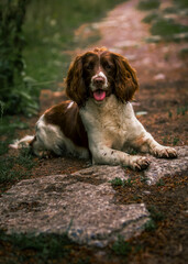 english springer spaniel