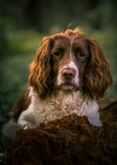 english springer spaniel