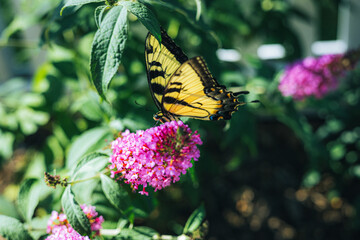 butterfly on flower