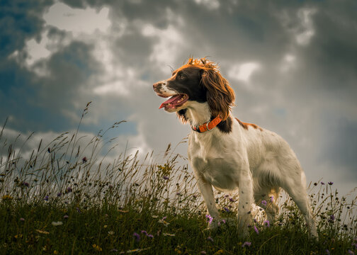 dog on the meadow