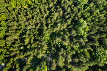 Beautiful forest landscape. Top view drone shot. Beautiful colors.
