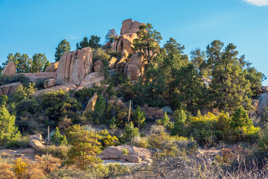 Pine Trees on Rocky Summit