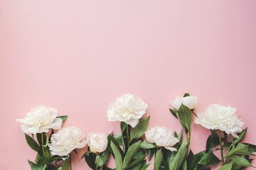Beautiful white peony flowers on a pink background with copy space for your text top view and flat lay style